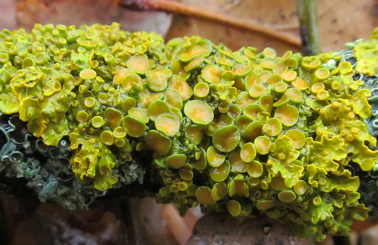 Изображение особи Xanthoria parietina.