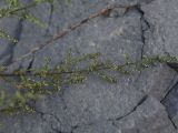 Artemisia scoparia. Верхушка зацветающего растения. Чечня, Шаройский р-н, окраина с. Химой, левый берег р. Цесиахк. 09.08.2023.