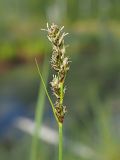 Carex diandra