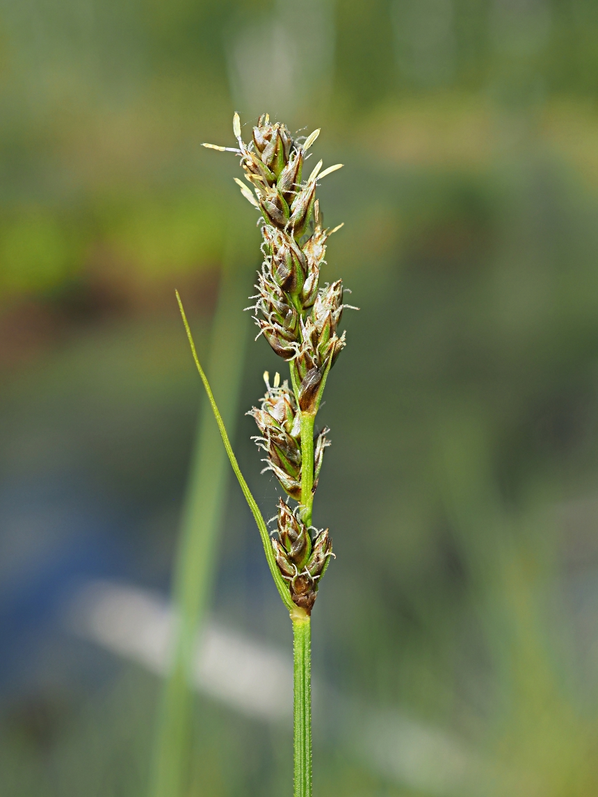 Изображение особи Carex diandra.