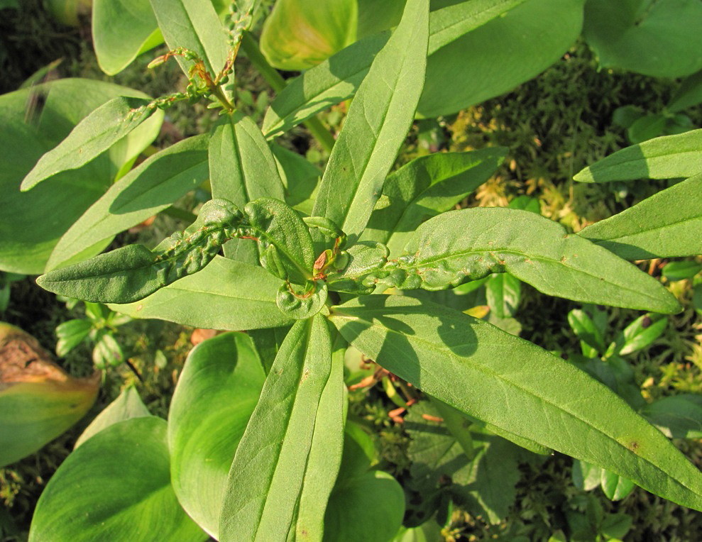 Image of Naumburgia thyrsiflora specimen.