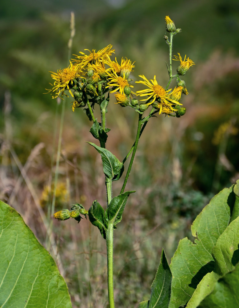 Image of Inula macrophylla specimen.