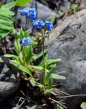 Myosotis asiatica. Цветущее растение с комарами на цветках. Красноярский край, Таймырский Долгано-Ненецкий р-н, плато Путорана, водопад Китабо-Орон, каменистый берег реки. 26.07.2023.