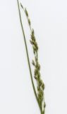 Molinia caerulea. Соцветие. Курская обл., Железногорский р-н, с. Жидеевка, ур. \"Жидеевская дача\" 25 июля 2007 г.