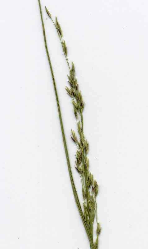 Изображение особи Molinia caerulea.