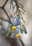 Dianella tasmanica