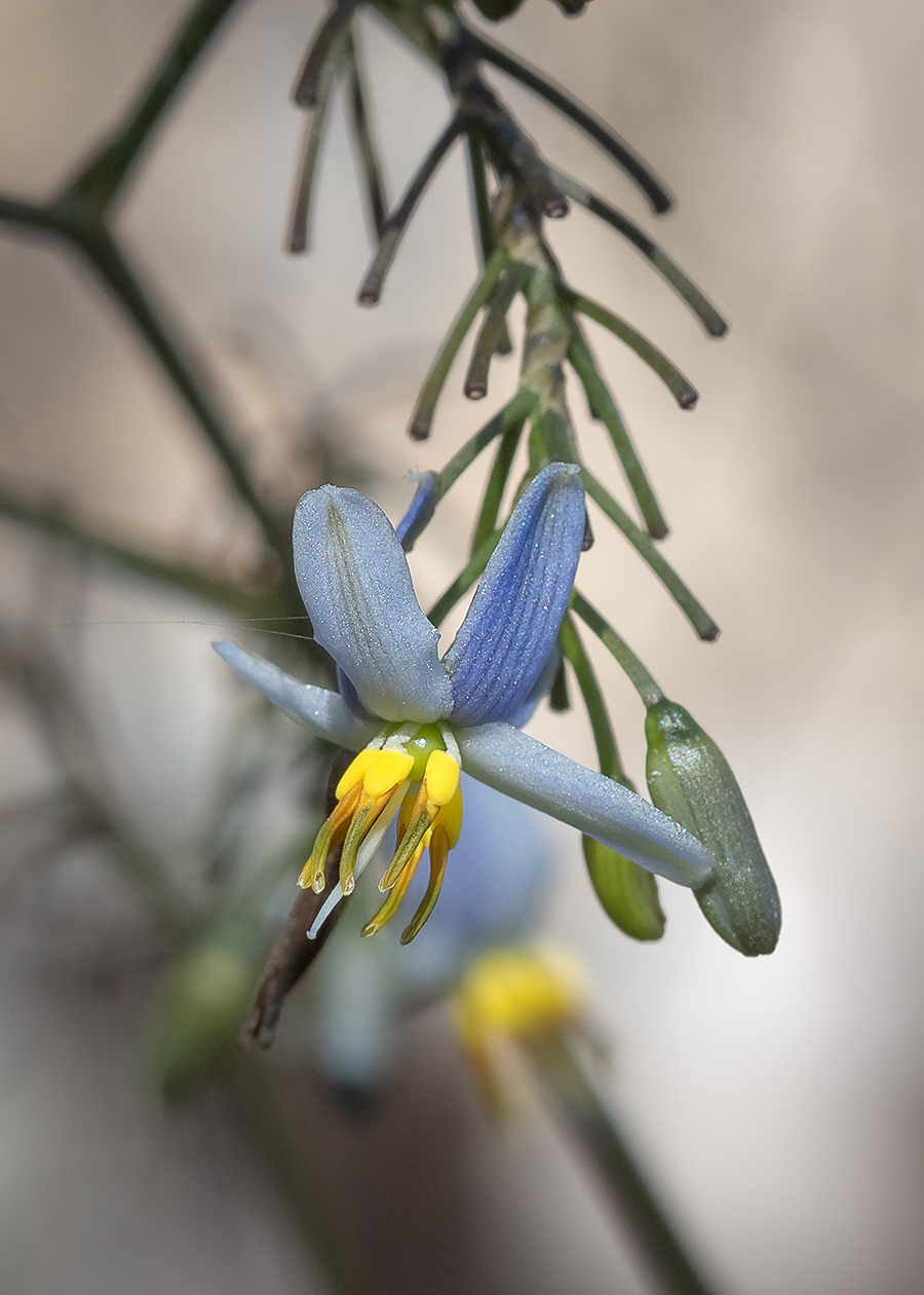 Изображение особи Dianella tasmanica.