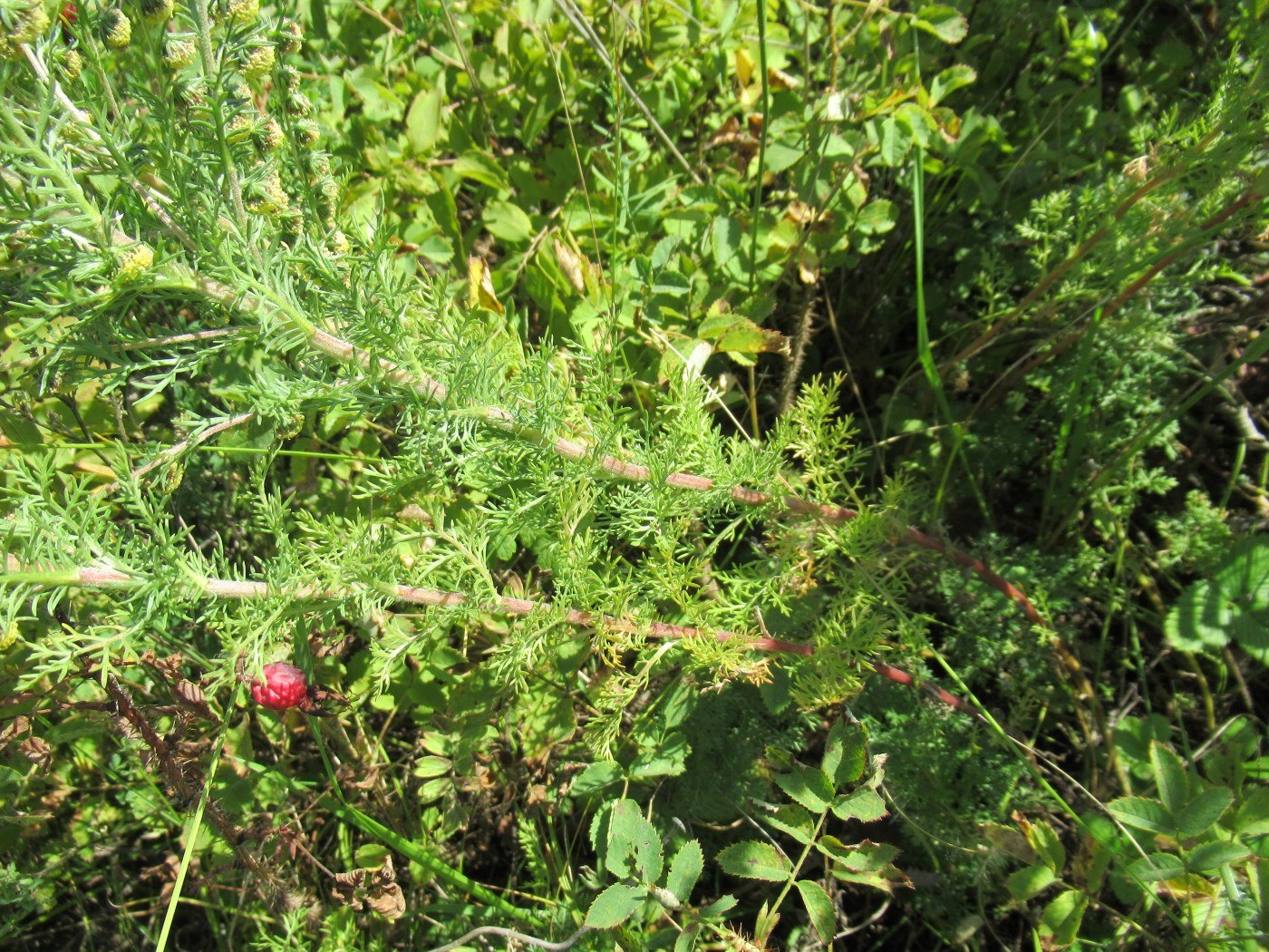 Изображение особи Artemisia rupestris.