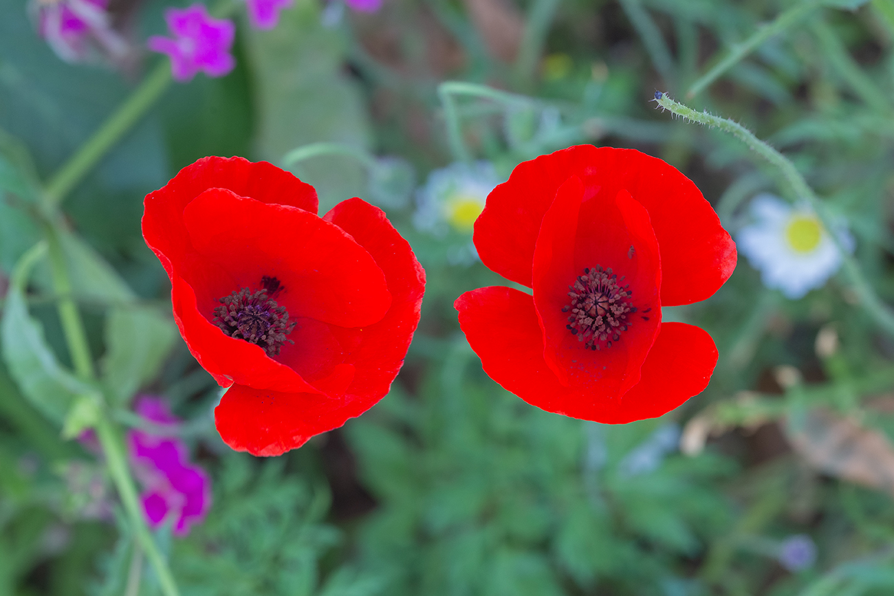 Image of Papaver humile specimen.