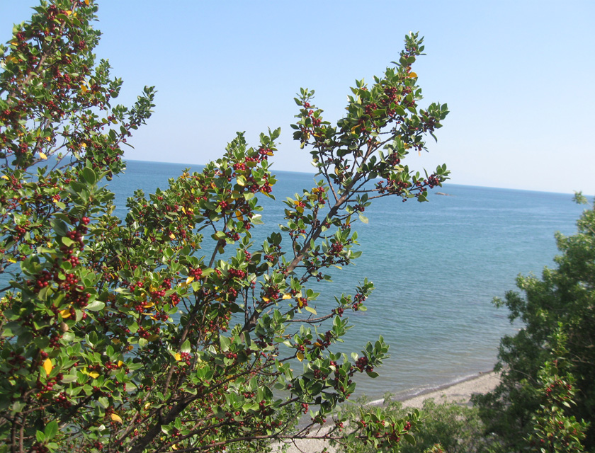 Image of Rhamnus alaternus specimen.