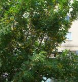 Caragana arborescens. Ветви цветущих растений. Магаданская обл., г. Магадан, палисадник. 08.07.2023.