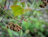 Smilax excelsa