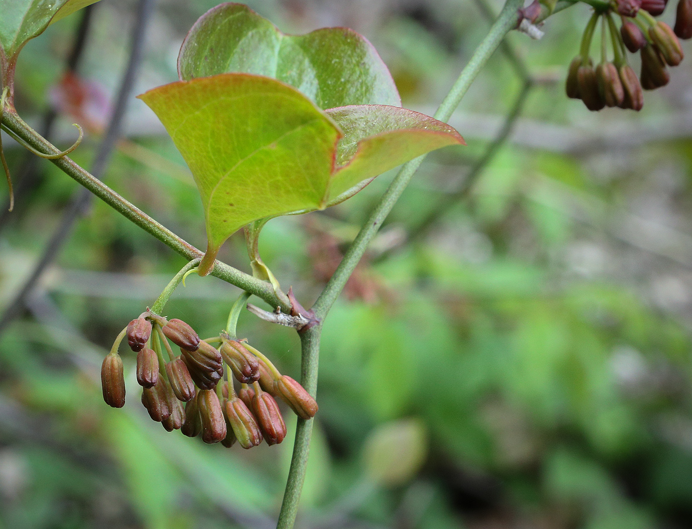 Изображение особи Smilax excelsa.