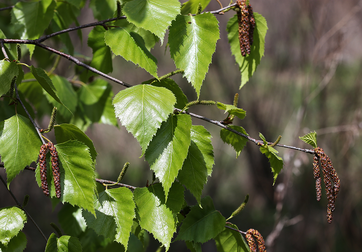 Изображение особи Betula platyphylla.