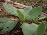 Verbascum thapsus. Вегетирующее растение. Беларусь, Минская обл., Мядельский р-н, национальный парк \"Нарочанский\", окр. санатория \"Журавушка\", высокий берег оз. Нарочь. 08.04.2024.