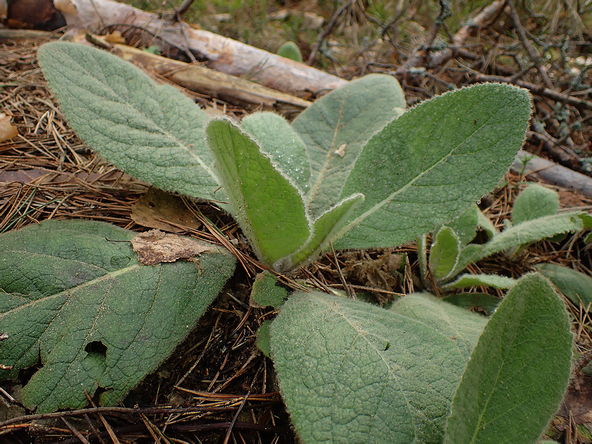 Image of Verbascum thapsus specimen.