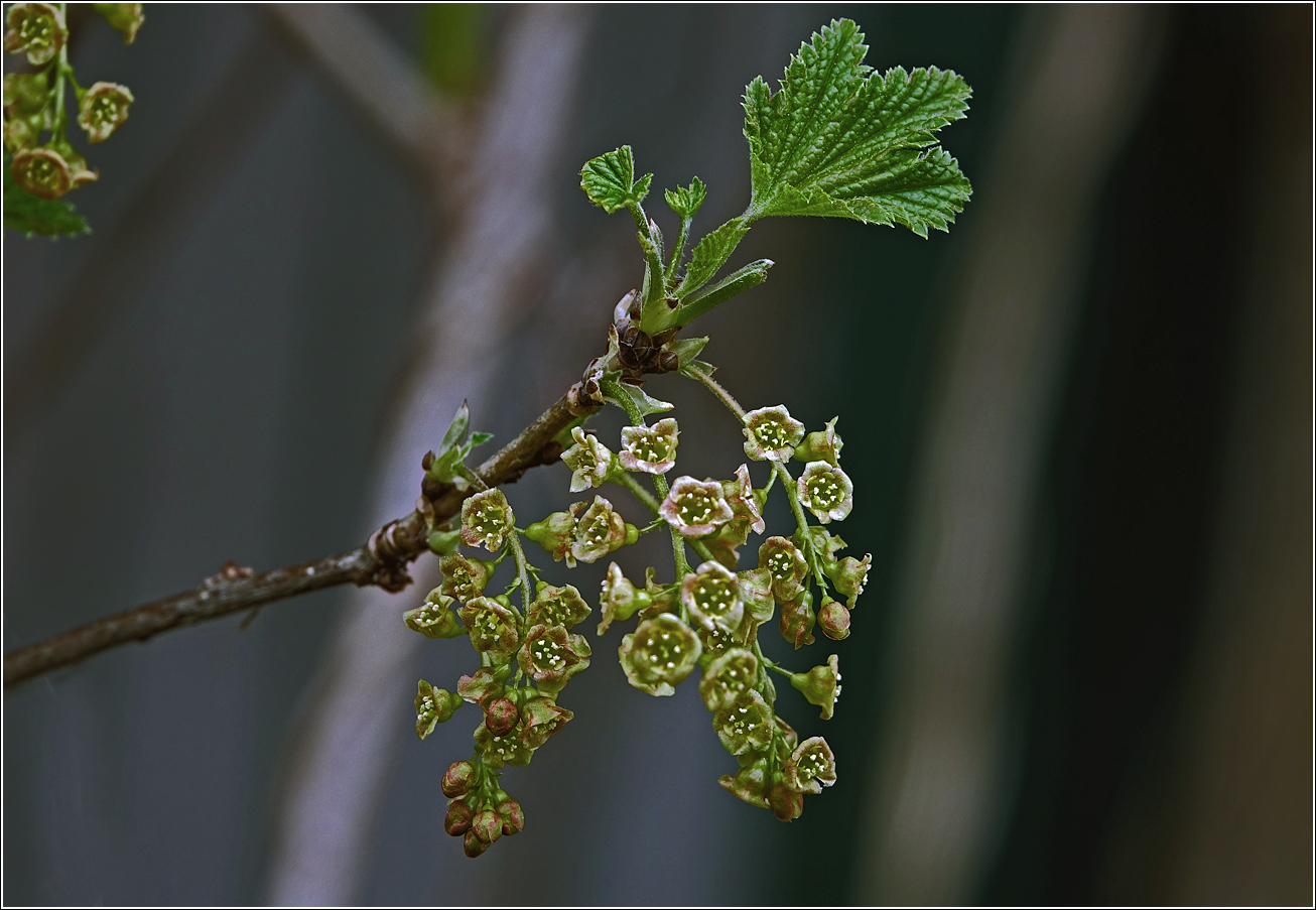 Изображение особи Ribes rubrum.