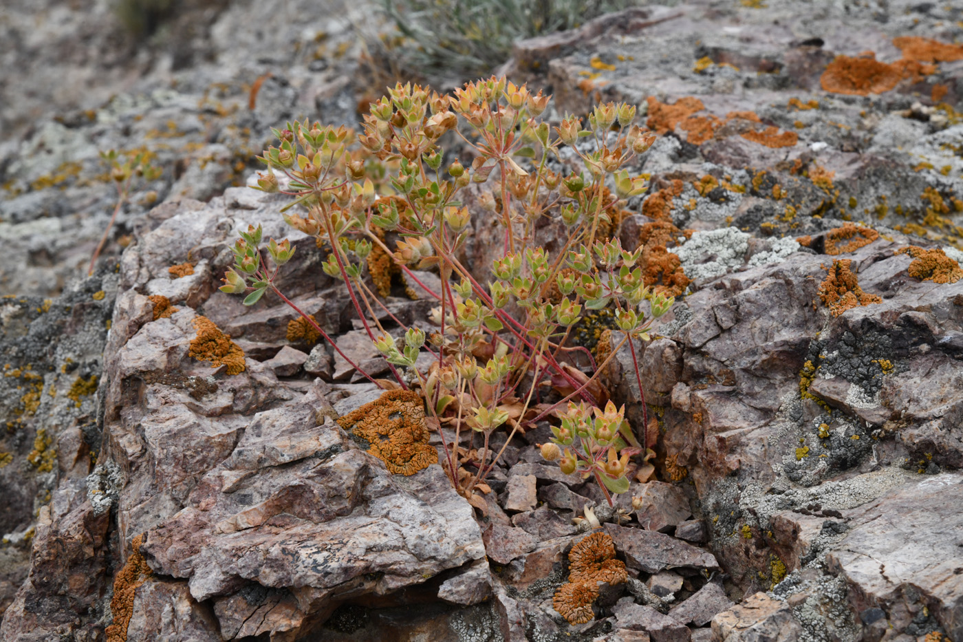 Image of Androsace maxima specimen.