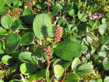 Salix reticulata. Плодоносящее растение на берегу реки. Полярный Урал, верховья Большой Пайпудыны. 10.08.2010.