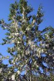 genus Populus. Верхняя часть плодоносящего дерева. Псков. 20.06.2006.