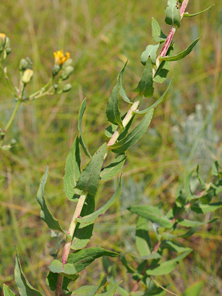 Изображение особи Hieracium robustum.