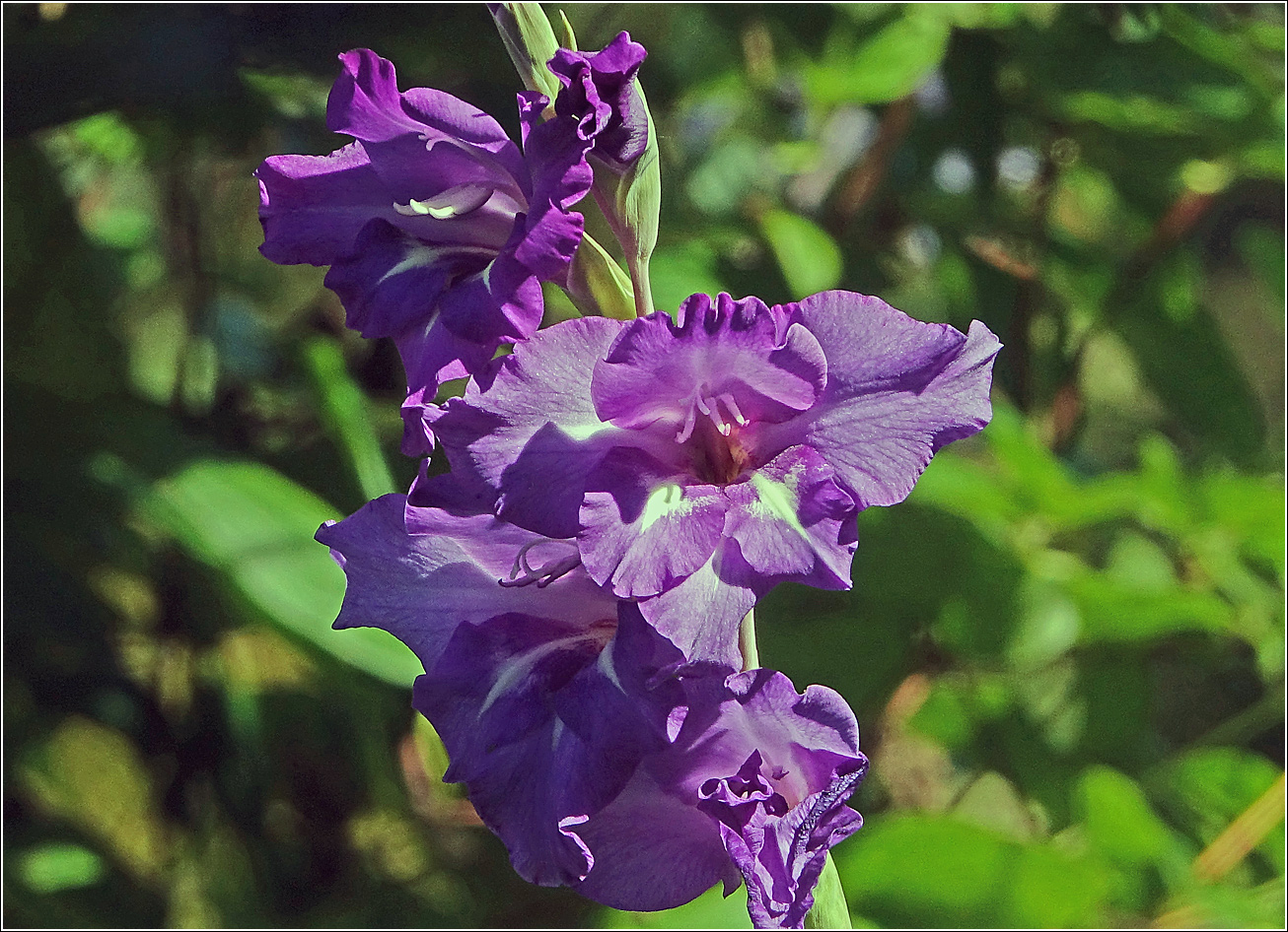 Image of Gladiolus &times; gandavensis specimen.