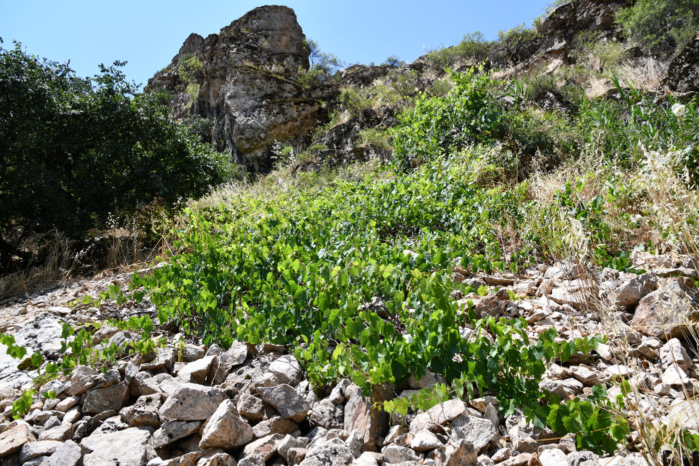 Image of Vitis vinifera specimen.