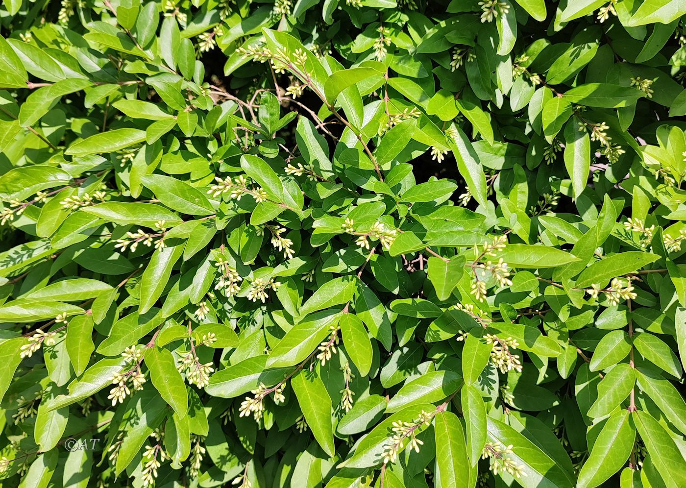 Изображение особи род Ligustrum.