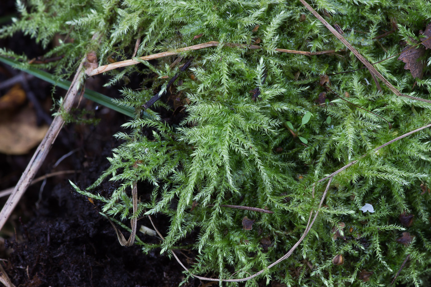 Image of familia Brachytheciaceae specimen.