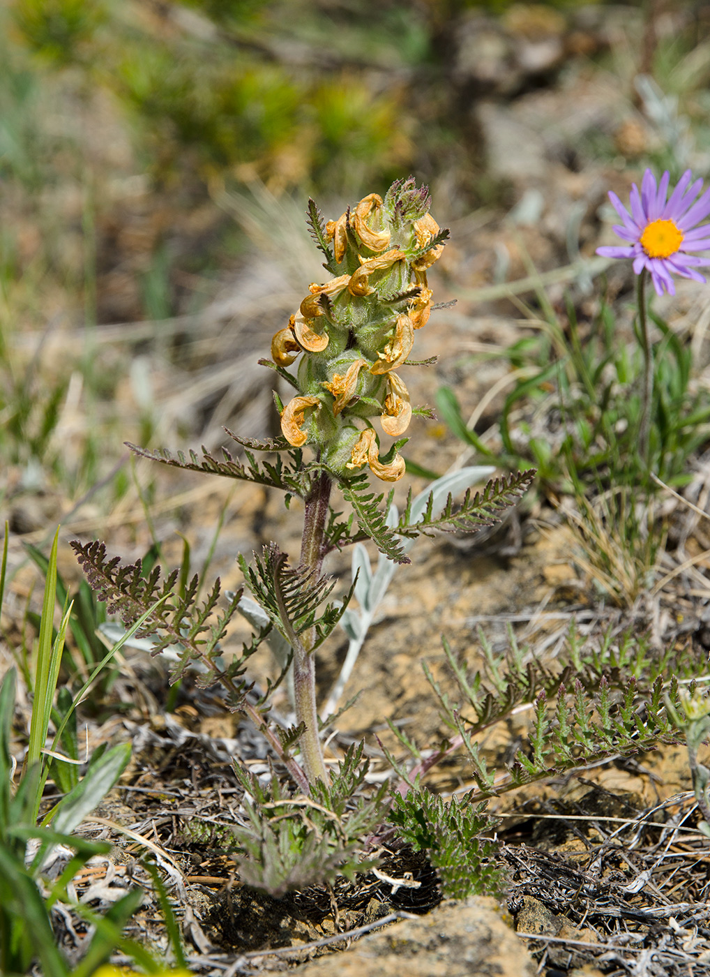 Image of Pedicularis sibirica specimen.