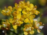 Odontarrhena tortuosa. Цветки и завязавшиеся плоды. Крым, Южный Берег, окр. с. Лучистое, гора Южная Демерджи, луг на склоне. 03.06.2024.