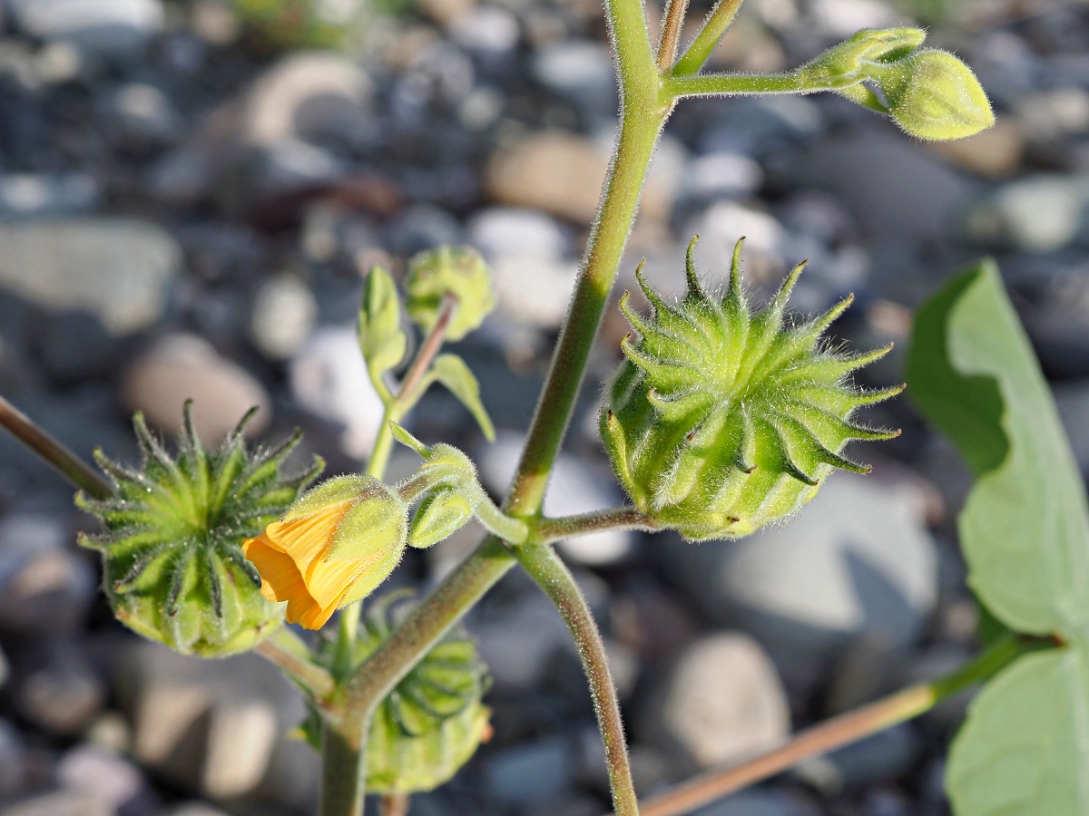 Image of Abutilon theophrasti specimen.
