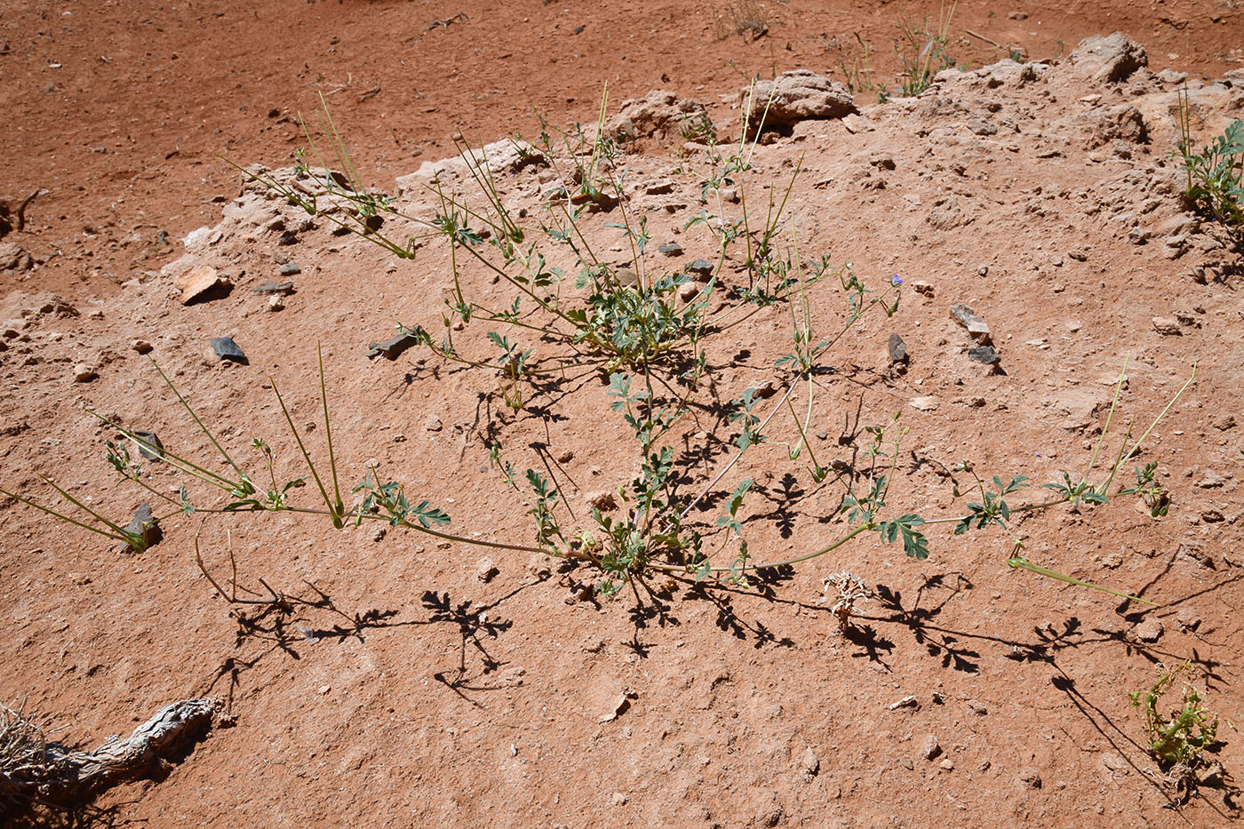 Image of Erodium oxyrhynchum specimen.