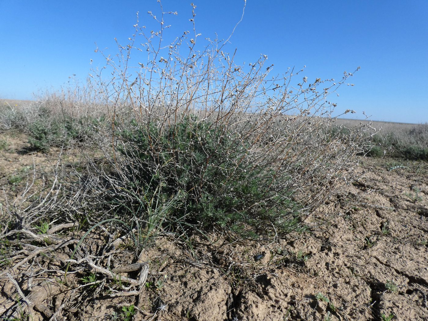 Изображение особи Artemisia terrae-albae.