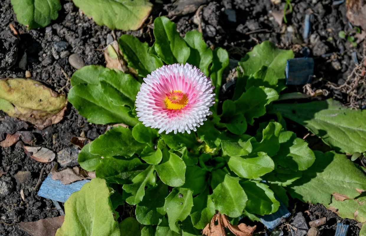 Image of Bellis perennis specimen.
