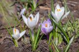 Crocus vernus. Цветущие растения с сидящей мухой. Мурманск, Октябрьский р-н, цветник. 13.05.2025.