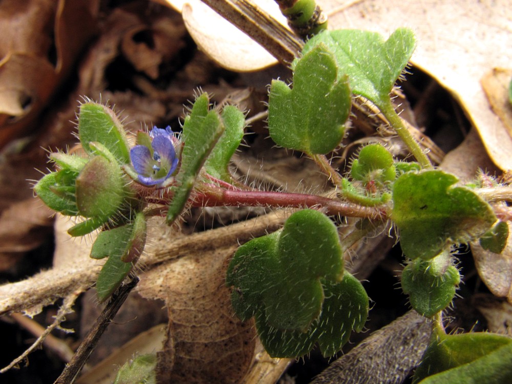 Изображение особи Veronica hederifolia.