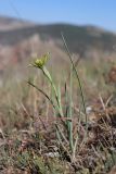Tragopogon dubius. Цветущее растение. Крым, Севастополь, Балаклава, приморский склон. 28.05.2025.