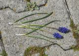 genus Muscari. Оборванные цветущие побеги и листья. Турция, ил Ардахан, левый борт долины р. Рабат между с. Йылдырым-Тепе и крепостью Шайтан Калеси, выс. 1980 м н.у.м., подножие скалы. 18 мая 2025 г.