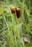 Trifolium spadiceum. Верхушки цветущих растений. Пермский край, Кунгурский р-н, окр. с. Плехановское, ур. Спасская гора, разнотравный луг. 23.06.2025.