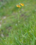 Tephroseris caucasigena. Цветущее растение. Карачаево-Черкесия, Зеленчукский р-н, гора Джангур, ≈ 1500 м н.у.м., субальпийский луг. 04.06.2025.