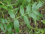 Valeriana coreana. Прикорневой лист. Хабаровский край, окр. г. Комсомольск-на-Амуре, Силинский лесопарк, зарастающая просека. 05.07.2025.