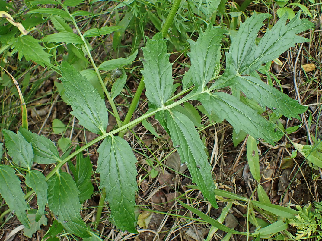 Изображение особи Valeriana coreana.