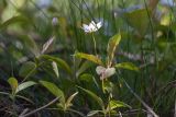 Trientalis europaea