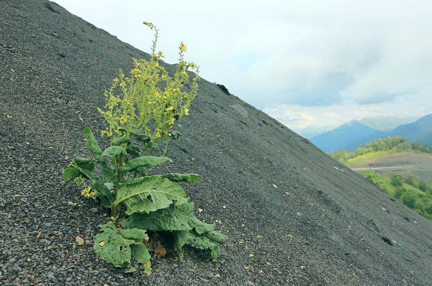 Image of genus Verbascum specimen.