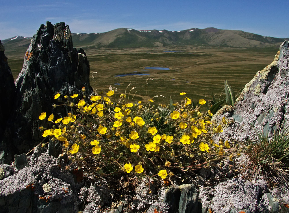 Image of genus Potentilla specimen.