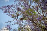 Смотреть изображение Jacaranda mimosifolia