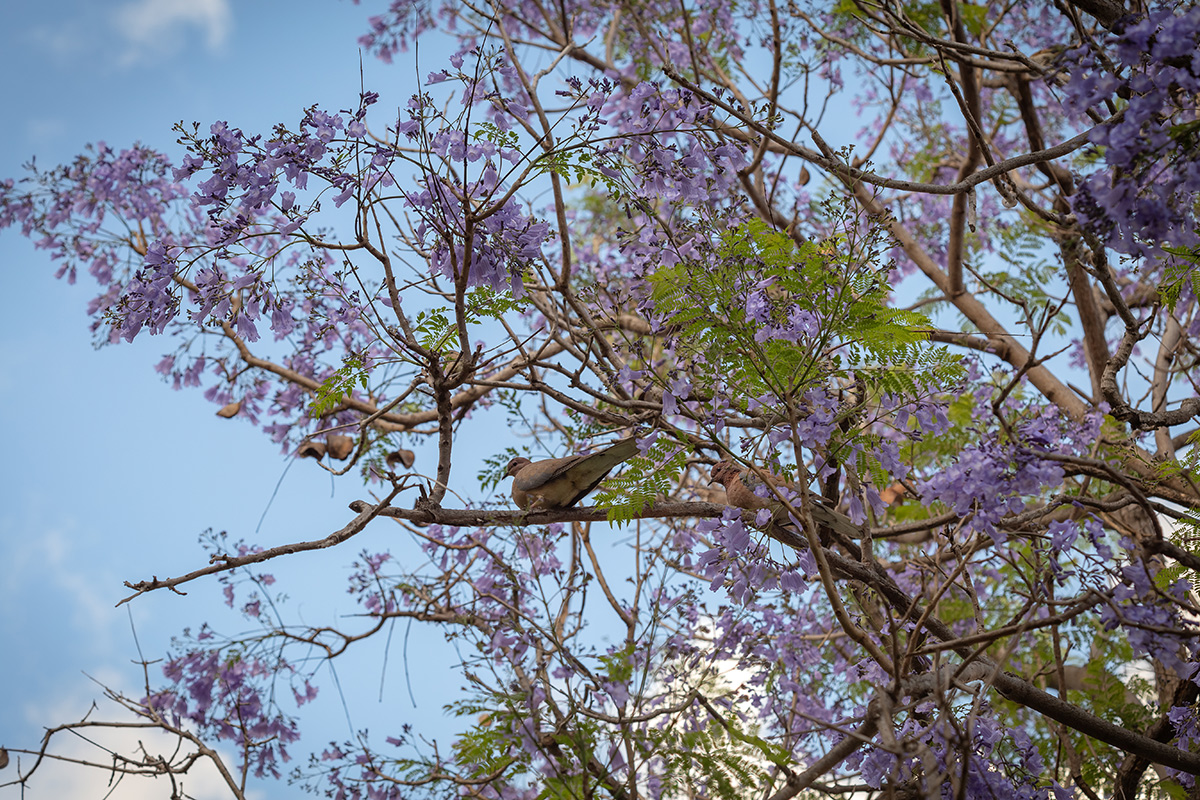 Изображение особи Jacaranda mimosifolia.