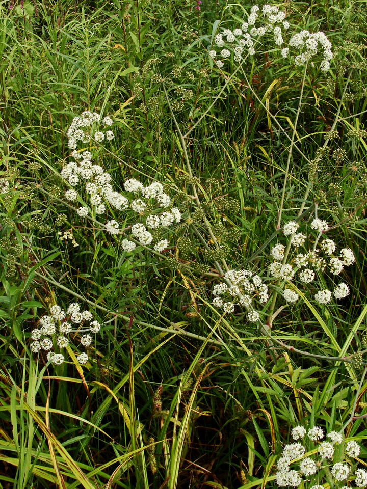 Image of Cicuta virosa specimen.