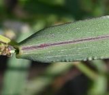 Echinochloa crus-galli